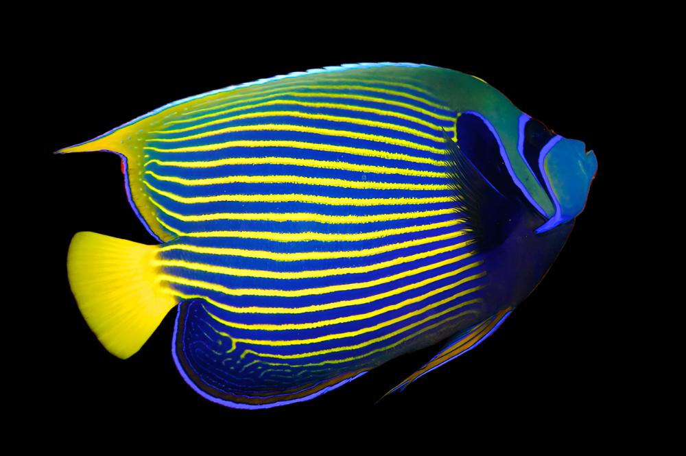 Pomacanthus imperator (Emperor Angelfish) Adult Medium