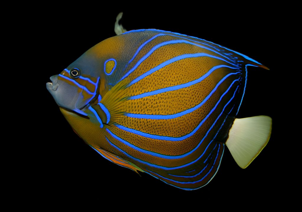 Poisson Ange Annularis