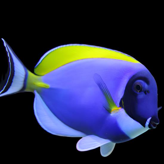 Acanthurus leucosternon (Powder Blue tang) Large 4.6-5.5 inches