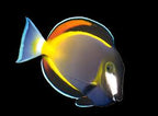 Acanthurus japonicus (Powder Brown Tang) Large 4.6-5.25