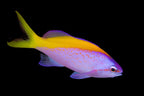 Pseudanthias evansi (Evansi Anthias) Male