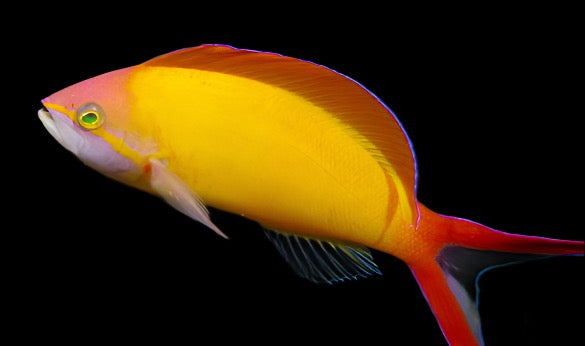 Pseudanthias ignitus (Ignitus Anthias) Male