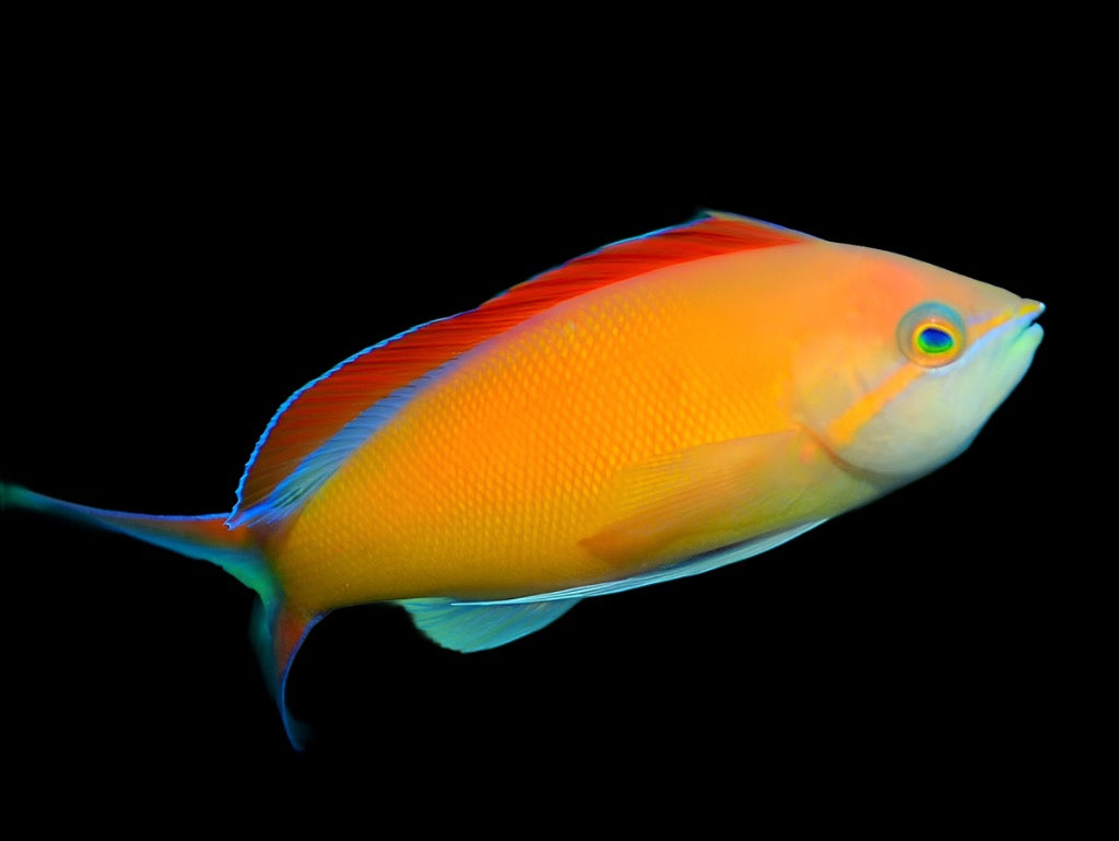 Pseudanthias ignitus (Ignitus Anthias)