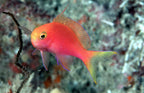 Pseudanthias randalli (Randall's Anthias)