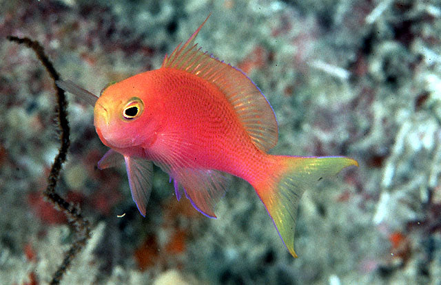 Pseudanthias randalli (Randall's Anthias)