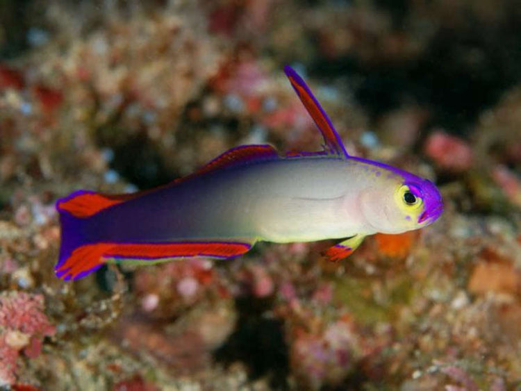Nemateleotris decora (Purple firefish)