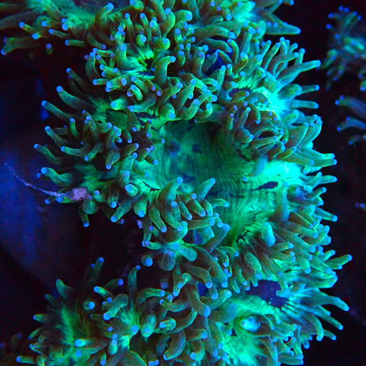 Elegant Coral - Metallic Green w/Color Tip #4