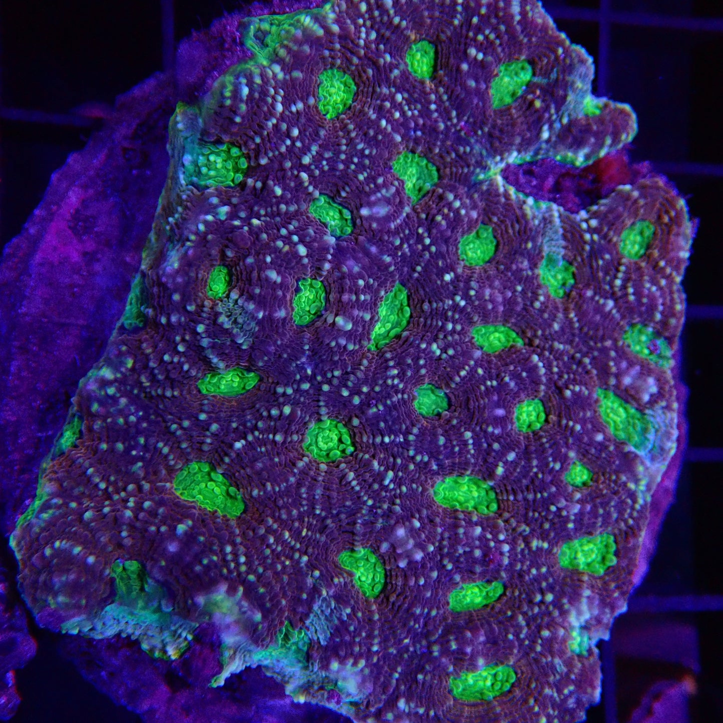Acan. Echinata Coral - Purple Neon eye
