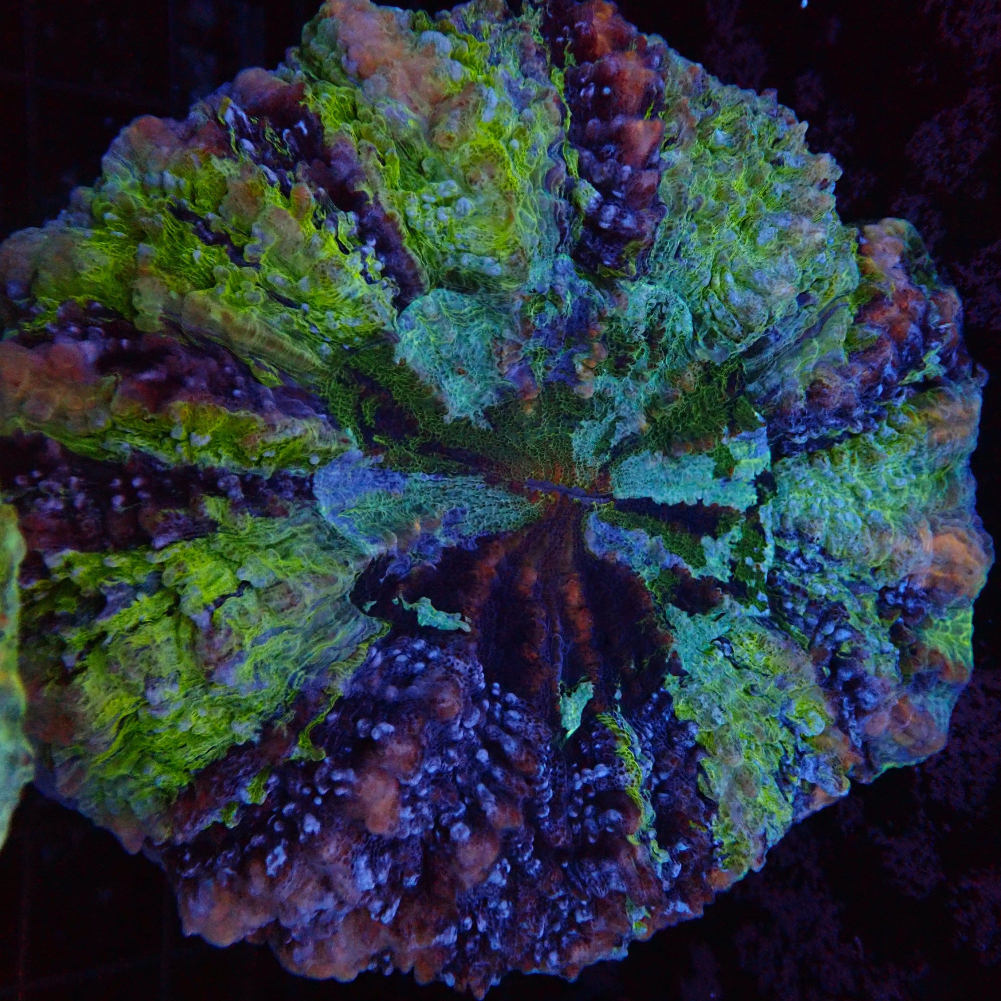 Doughnut Coral - Green Multi Color #3