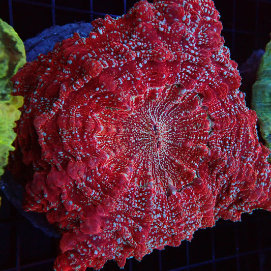 Doughnut Coral - Special Color