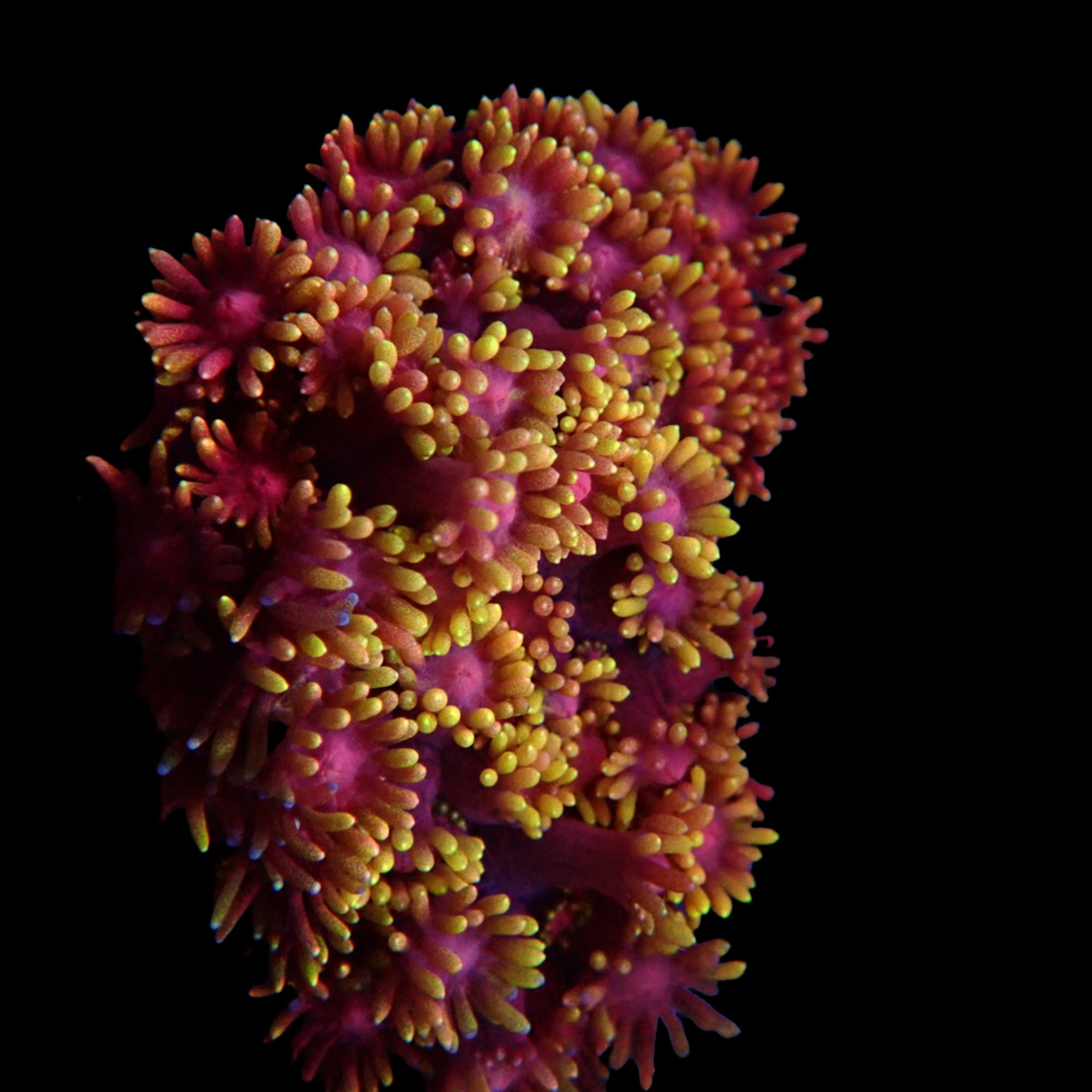 Jewel Coral - Rainbow #3