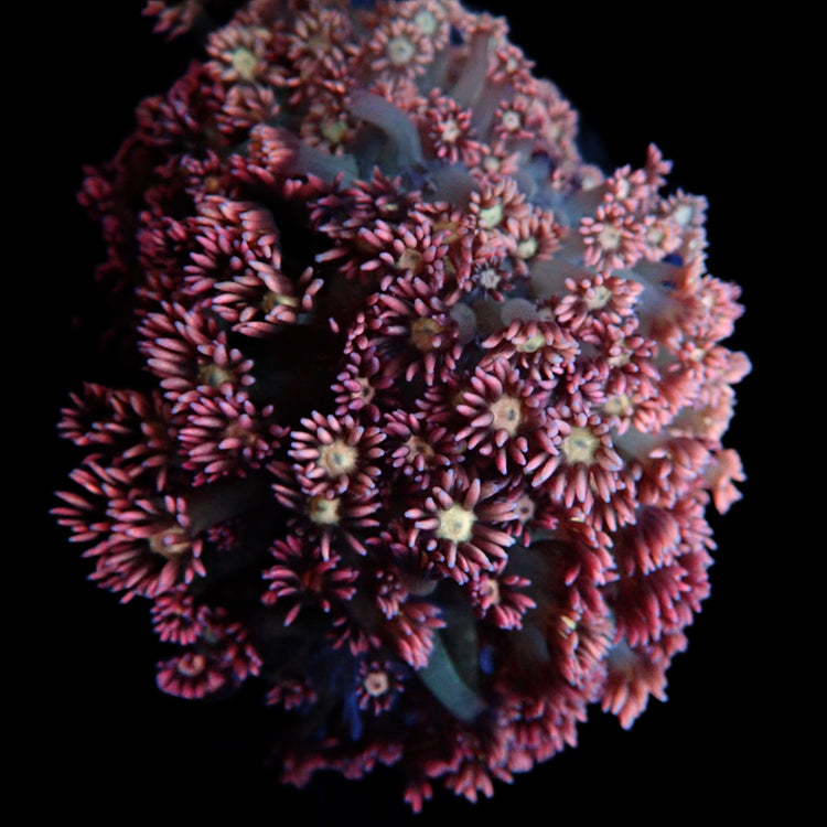 Jewel Coral - Rainbow #4
