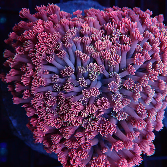 Jewel Coral - Rainbow #5