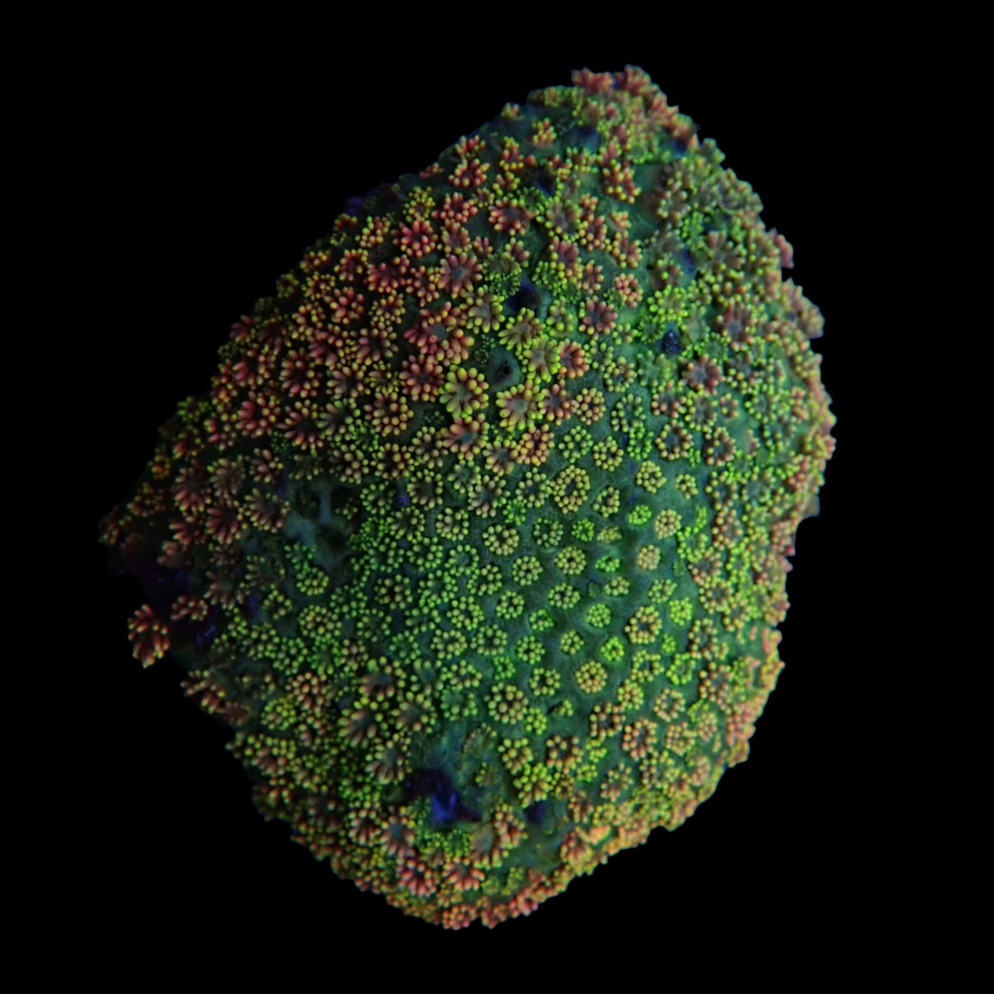 Jewel Coral - Rainbow
