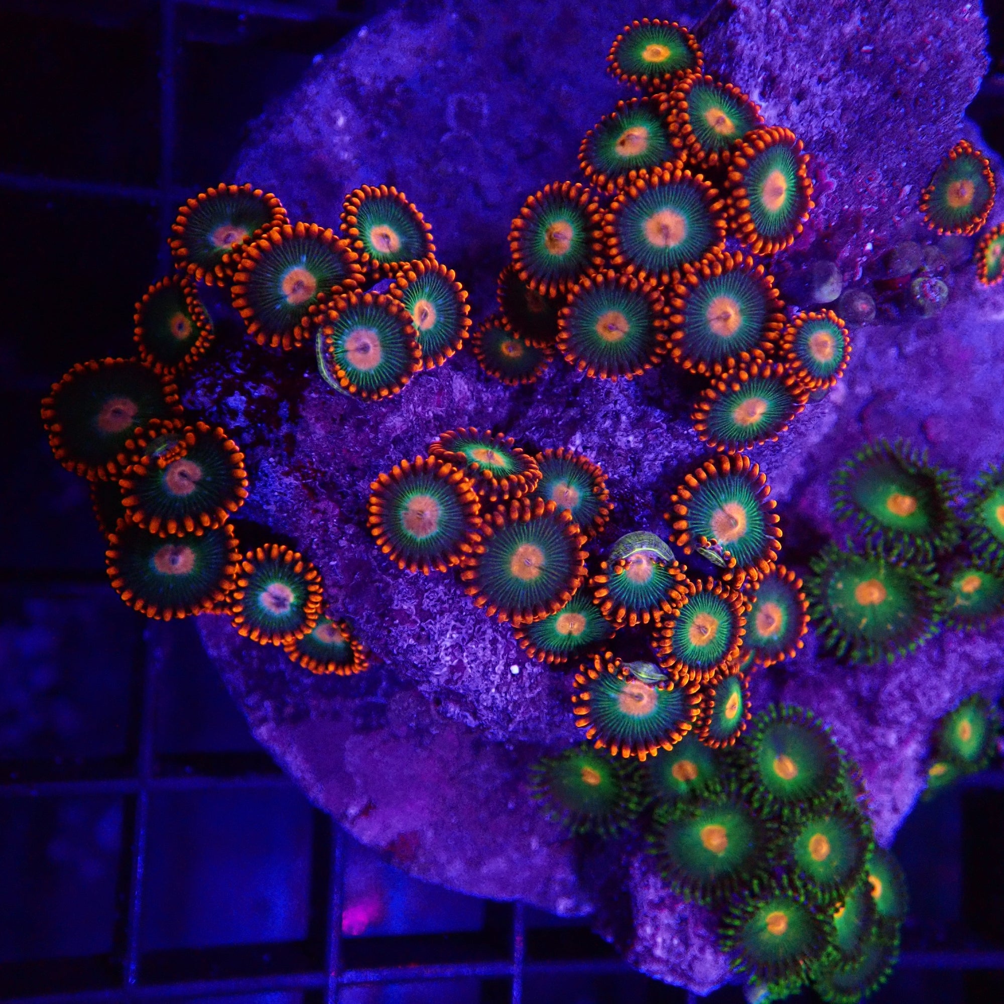 Arafura Polyps Frag