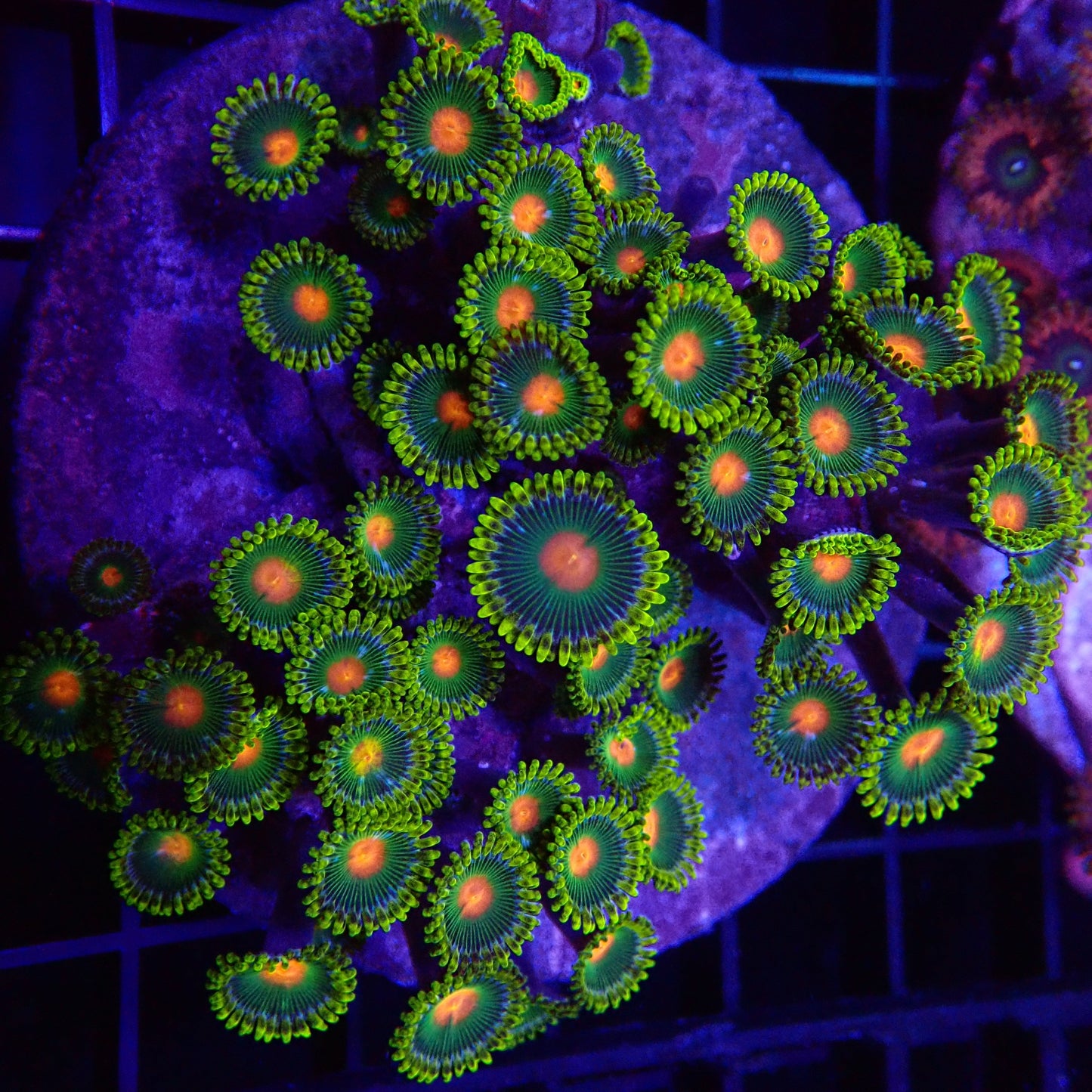 Arafura Polyps  frag