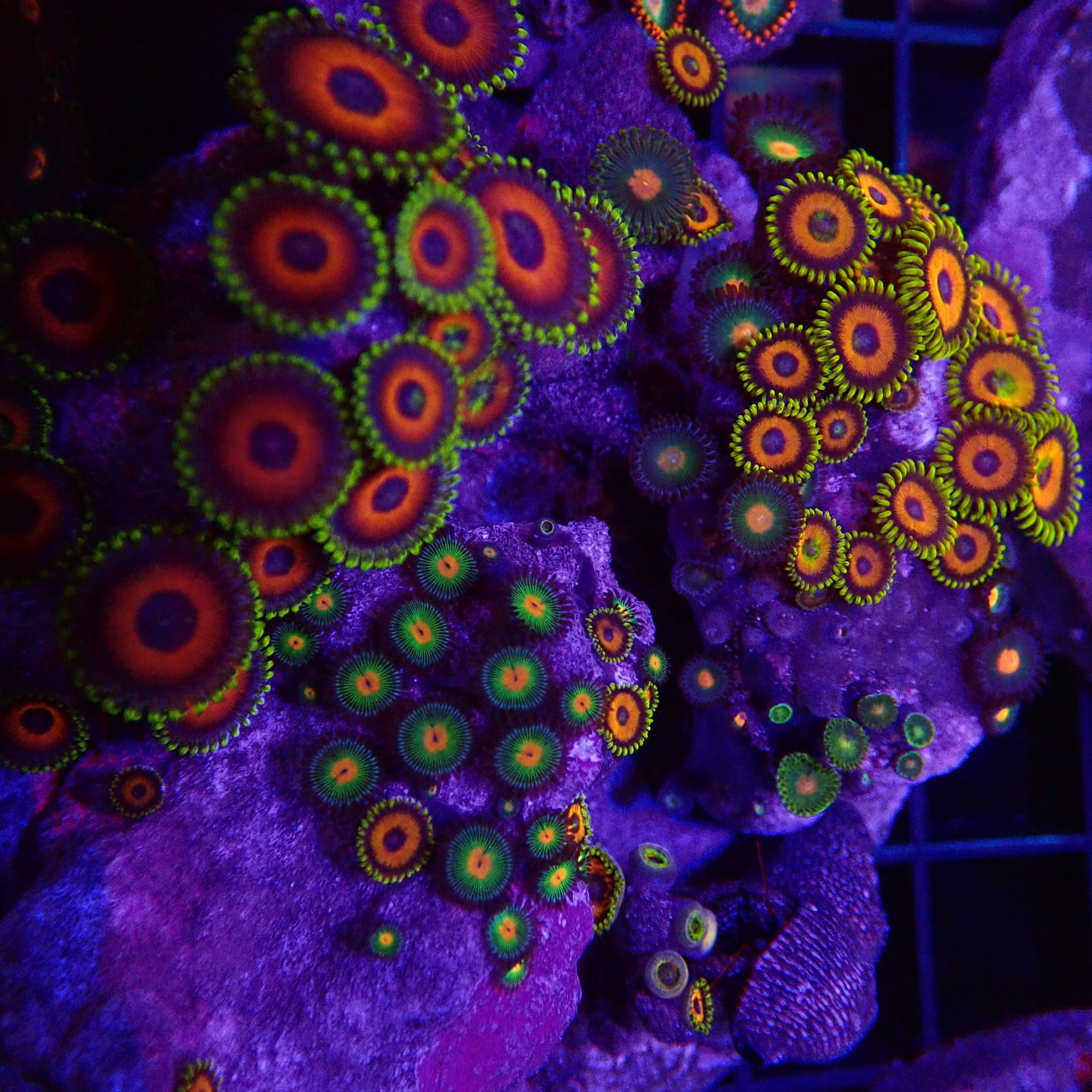 Arafura Button Polyps frag