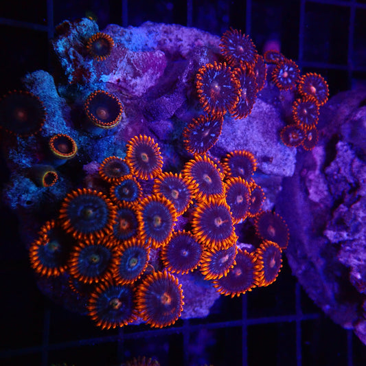 Arafura Button Polyps