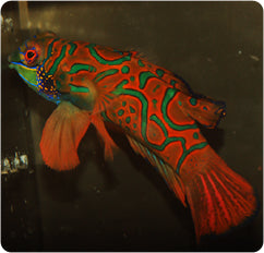 Synchiropus splendidus (Red Mandarin Goby)