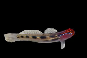 Elacatinus puncticulatus (Red Head Goby)