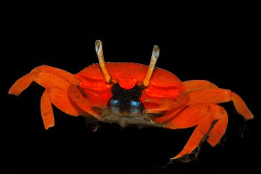 Red / Orange Crab