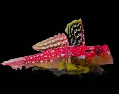 Synchiropus sycorax (Ruby Red Dragonet)