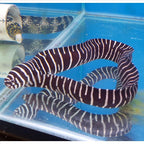 Gymnomuraena zebra (Zebra Moray Eel)
