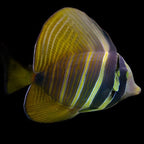 Zebrasoma velifer (Sailfin Tang) Medium
