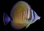 Zebrasoma desjardini (Desjardinii Sailfin Tang)