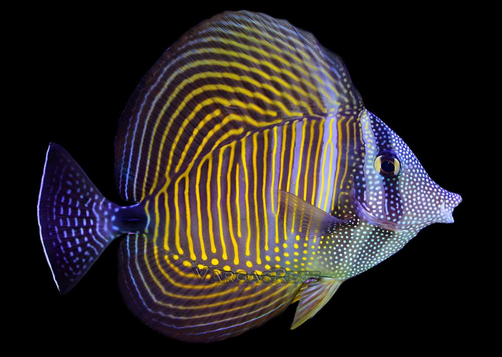 Zebrasoma desjardini (Desjardinii Sailfin Tang)