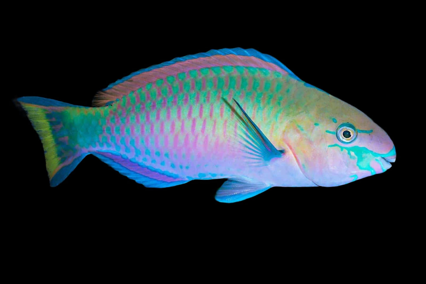 Scarus quoyi (Quoy's Parrotfish large)