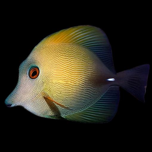Zebrasoma scopas (Scopas tang) Large