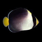 Chaetodontoplus mesoleucus (Singapore Angelfish)