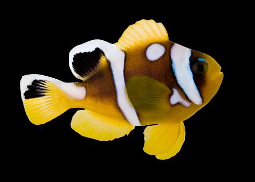 Spotcinctus Clownfish