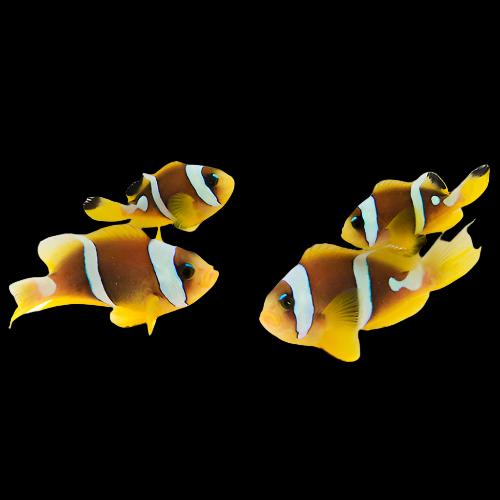 Spotcinctus Clownfish