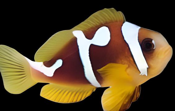 Spotcinctus Clownfish