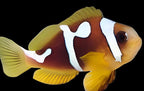 Spotcinctus Clownfish