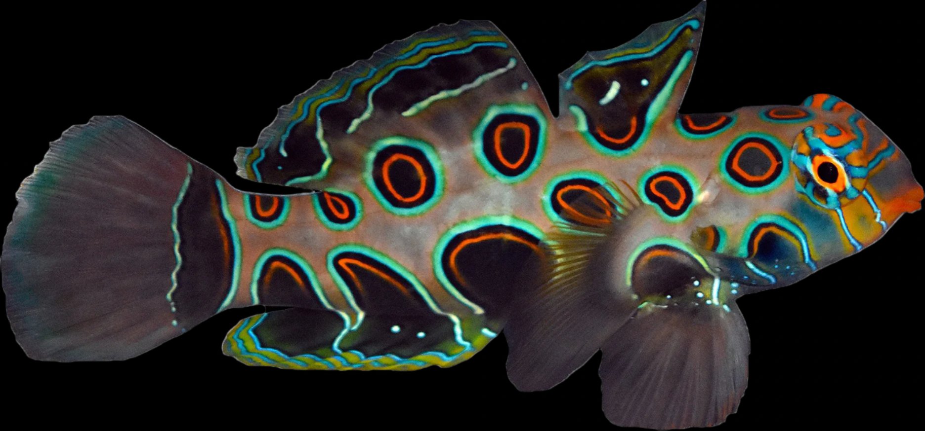 Synchiropus picturatus (Spotted Mandarin Goby)
