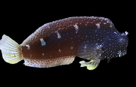 Salarias ramosus (Starry Blenny) Small