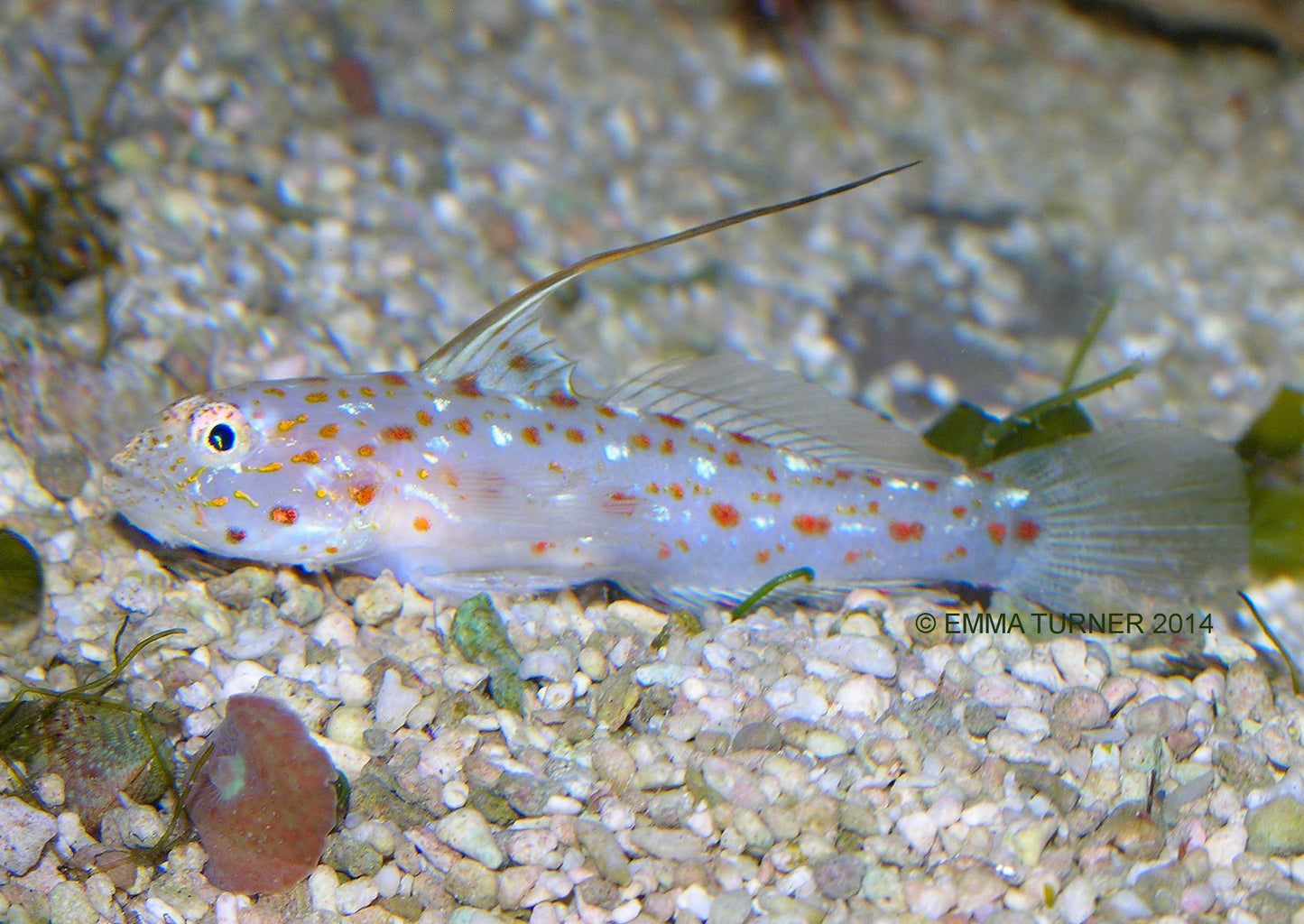 Ctenogobiops tangaroai (Tangaroa Shrimp goby)