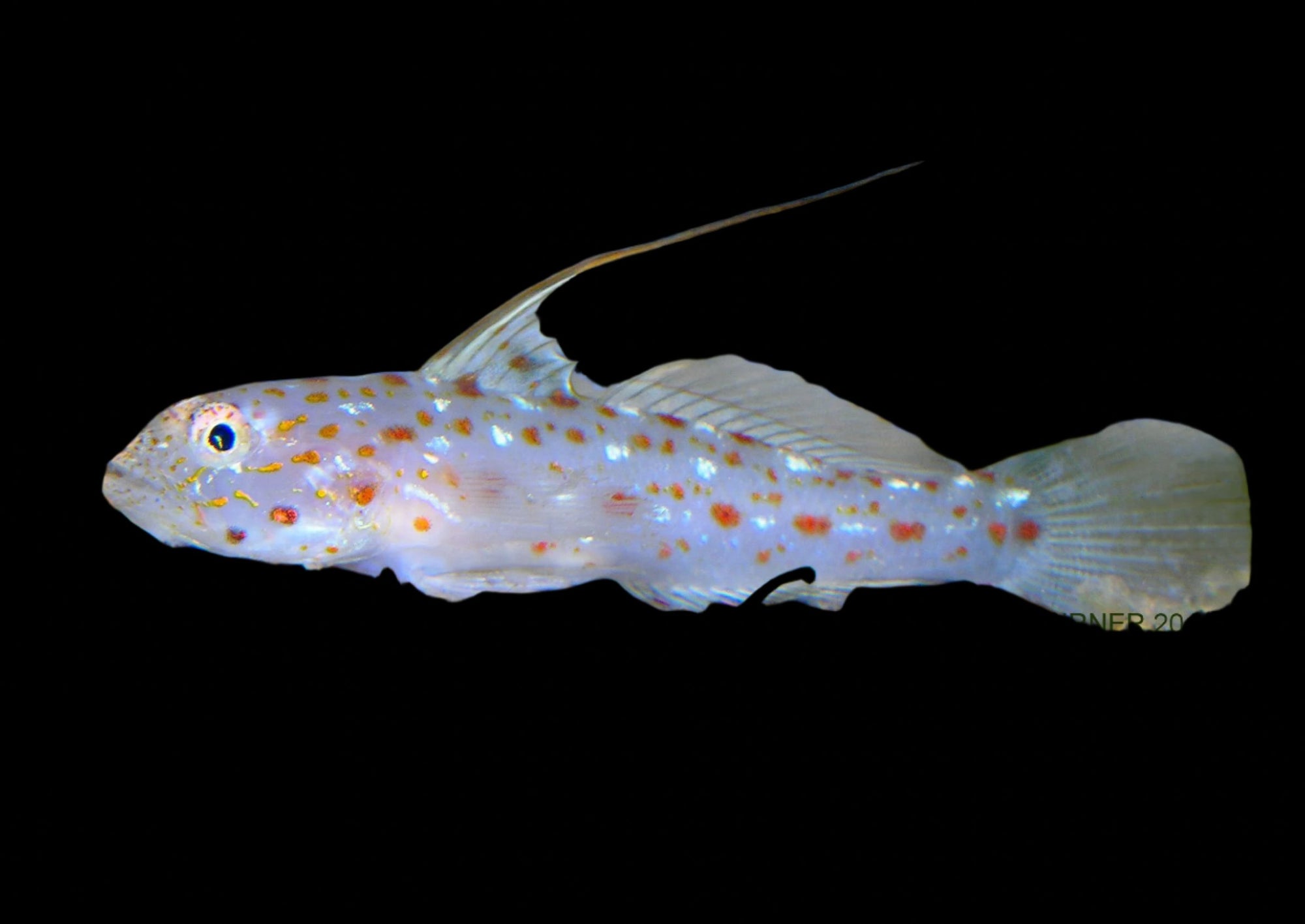 Ctenogobiops tangaroai (Tangaroa Shrimp goby)
