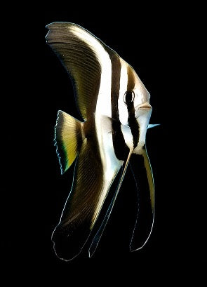 Platax teira (Teira Batfish)