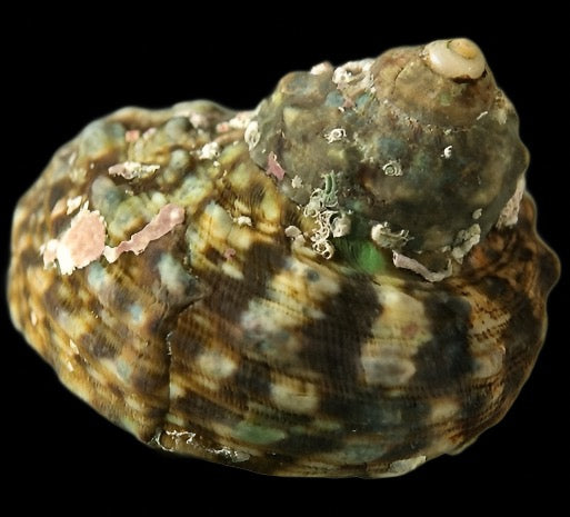 Turbo escargots Chaque