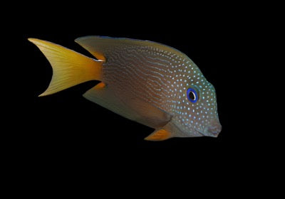 Ctenochaetus binotatus (Blue eye Kole tang)