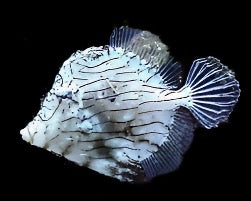 Chaetodermis pencilligerus (Tassle Filefish)