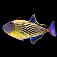 Xanthichthys mento (Crosshatch triggerfish) Male