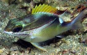 Scolopsis bilineatus (Two-line Monocle Bream)