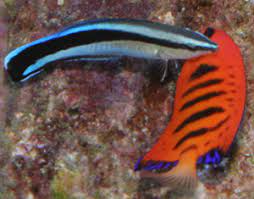 Labroides dimidiatus (Cleaner Wrasse)