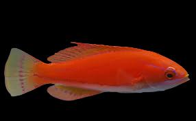 Paracheilinus flavianalis (Yellowfin Flasher Wrasse) Femelle