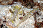 Ctenogobiops tangaroai (Tangaroa Shrimp goby)